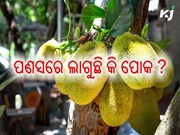 ଏହି ଉପାୟରେ ପଣସର ରୋଗପୋକ ରୋକନ୍ତୁ, ଅମଳ ଦେବ ବମ୍ପର ଲାଭ