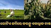 ଗୋଟିଏ ଜମିରେ କିପରି କରିବେ ଏକାଧିକ ଚାଷ, କେତେ ମିଳିବ ଲାଭ? ଗୋଟିଏ ଜମିରେ କିପରି କରିବେ ଏକାଧିକ ଚାଷ, କେତେ ମିଳିବ ଲାଭ?