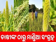 ଚାଷୀଙ୍କଠାରୁ ସଂଗ୍ରହ ହେଲା ୬.୦୩ ଲକ୍ଷ କ୍ବିଣ୍ଟାଲ ମାଣ୍ଡିଆ