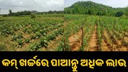 ଏହି ୪ଟି ଚାଷ କରି କମ୍ ଖର୍ଚ୍ଚରେ ପାଆନ୍ତୁ ଅଧିକ ମୁନାଫା... ଏହି ୪ଟି ଚାଷ କରି କମ୍ ଖର୍ଚ୍ଚରେ ପାଆନ୍ତୁ ଅଧିକ ମୁନାଫା...