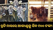 ଗୋପାଳକଙ୍କ ପାଇଁ ସୂବର୍ଣ୍ଣ ସୁଯୋଗ, ପ୍ରତି ମାସରେ ଆକାଣ୍ଟକୁ ଯିବ ୯୦୦ ଟଙ୍କା... ଗୋପାଳକଙ୍କ ପାଇଁ ସୂବର୍ଣ୍ଣ ସୁଯୋଗ, ପ୍ରତି ମାସରେ ଆକାଣ୍ଟକୁ ଯିବ ୯୦୦ ଟଙ୍କା...