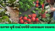  ଉଦ୍ୟାନ କୃଷିକୁ ପ୍ରୋତ୍ସାହନ, ସରକାର ଯୋଗାଇବେ ସହାୟତା ରାଶି 