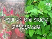 କ'ଣ ଏହି ବଥୁଆ ଶାଗ ଜାଣନ୍ତୁ ? ଯାହାକୁ ଚାଷ କଲେ ପାଇବେ ଅଧିକ ଲାଭ.....