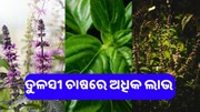 ତୁଳସୀ ଚାଷ:କମ୍ ବିନିଯୋଗରେ କରନ୍ତୁ ଅଧିକ ଅର୍ଥ ଉପାର୍ଜନ  