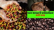  କଫି ଚାଷ ପାଇଁ ଉପଯୁକ୍ତ ଜଳବାୟୁ ......