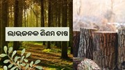 ଶିଶମ ଚାଷରେ ଉତ୍କୃଷ୍ଟ ରୋଜଗାର
