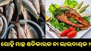 ଜାଣନ୍ତୁ ରୋହି ମାଛ ସ୍ୱାସ୍ଥ୍ୟ ପାଇଁ କ୍ଷତିକାରକ ନା ହୀତକାରକ.. ଜାଣନ୍ତୁ ରୋହି ମାଛ ସ୍ୱାସ୍ଥ୍ୟ ପାଇଁ କ୍ଷତିକାରକ ନା ହୀତକାରକ..