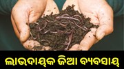 ଜିଆ ବ୍ୟବସାୟରେ କରି ଲକ୍ଷାଧିକ ଟଙ୍କା କମାଉଛନ୍ତି ଚାଷୀ, ସରକାର ଯୋଗାଉଛନ୍ତି ସବସିଡି ଜିଆ ବ୍ୟବସାୟରେ କରି ଲକ୍ଷାଧିକ ଟଙ୍କା କମାଉଛନ୍ତି ଚାଷୀ, ସରକାର ଯୋଗାଉଛନ୍ତି ସବସିଡି
