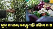 ଜାଣନ୍ତୁ,ଜୁନ୍ ମାସରେ କେଉଁ ଫସଲ କଲେ ହୋଇପାରିବେ ଲାଭବାନ .... ଜାଣନ୍ତୁ,ଜୁନ୍ ମାସରେ କେଉଁ ଫସଲ କଲେ ହୋଇପାରିବେ ଲାଭବାନ ....