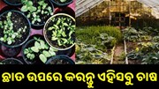 ଜାଣନ୍ତୁ ଛାତ ଉପରେ କେଉଁ ସବୁ ଚାଷ କରି ହୋଇପାରିବେ ଲାଭବାନ.... ଜାଣନ୍ତୁ ଛାତ ଉପରେ କେଉଁ ସବୁ ଚାଷ କରି ହୋଇପାରିବେ ଲାଭବାନ....