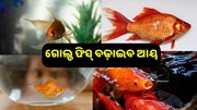 ଏବେ ଆପଣ ବି କରିପାରିବେ ଗୋଲ୍ଡ ଫିସ୍ ଚାଷ, ଜାଣନ୍ତୁ ଏହାର ଟେକନିକ୍... ଏବେ ଆପଣ ବି କରିପାରିବେ ଗୋଲ୍ଡ ଫିସ୍ ଚାଷ, ଜାଣନ୍ତୁ ଏହାର ଟେକନିକ୍...