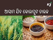 ଆସାମ ଯିବ ବିରଳ କିସମର ‘କଳାବତୀ’ ଚାଉଳ