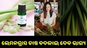 ଲେମନଗ୍ରାସ ଚାଷ କରି ଏବେ ଲାଭବାନ ହେଉଛନ୍ତି ଚାଷୀ... ଲେମନଗ୍ରାସ ଚାଷ କରି ଏବେ ଲାଭବାନ ହେଉଛନ୍ତି ଚାଷୀ...