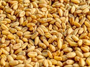 ରବି ବିପଣନ ଋତୁ ୨୦୨୩ -୨୪ ରେ ଗହମ କ୍ରୟ