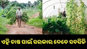 ଏହି ସବୁ ଚାଷ ପାଇଁ ସରକାର ଯୋଗାଉଛନ୍ତି ୫୦% ସବସିଡି.. ଏହି ସବୁ ଚାଷ ପାଇଁ ସରକାର ଯୋଗାଉଛନ୍ତି ୫୦% ସବସିଡି..