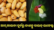 ଆମ୍ବ ଖାଇବା ପୂର୍ବରୁ ଜାଣି ରଖନ୍ତୁ ଏହାର ସାଇଡ୍ ଇଫେକ୍ଟ... ଆମ୍ବ ଖାଇବା ପୂର୍ବରୁ ଜାଣି ରଖନ୍ତୁ ଏହାର ସାଇଡ୍ ଇଫେକ୍ଟ...