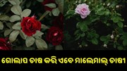 ଗୋଲାପ ଚାଷ କରି ଏବେ ମାଲେମାଲ୍ ଚାଷୀ, ପ୍ରତି ମାସରେ ଲାଭ ୪୦ ହଜାର ଗୋଲାପ ଚାଷ କରି ଏବେ ମାଲେମାଲ୍ ଚାଷୀ, ପ୍ରତି ମାସରେ ଲାଭ ୪୦ ହଜାର