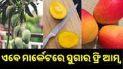 ଏବେ ମାର୍କେଟକୁ ଆସିଲା ସୁଗାର ଫ୍ରି ଆମ୍ବ, ଖାଇପାରିବେ ଡାଇବେଟିସ୍ ରୋଗୀ.. ଏବେ ମାର୍କେଟକୁ ଆସିଲା ସୁଗାର ଫ୍ରି ଆମ୍ବ, ଖାଇପାରିବେ ଡାଇବେଟିସ୍ ରୋଗୀ..