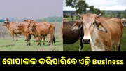 ଗୋପାଳକଙ୍କ ପାଇଁ ଖୁସି ଖବର, ଏହି ବ୍ୟବସାୟ କରି ଏବେ ବଢ଼ାଇପାରିବେ ଆୟ... ଗୋପାଳକଙ୍କ ପାଇଁ ଖୁସି ଖବର, ଏହି ବ୍ୟବସାୟ କରି ଏବେ ବଢ଼ାଇପାରିବେ ଆୟ...