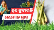  ଭାଗ୍ୟ ବଦଳାଇଦେଲା ଘାସ ଚାଷ