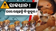 କୁକୁର କାମୁଡ଼ିଲେ ହେବ ଏହି ରୋଗ ..