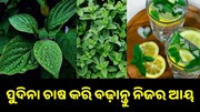 ଔଷଧୀୟ ବୃକ୍ଷ ପୁଦିନା, ଚାଷ କରି ବଢ଼ାନ୍ତୁ ନିଜର ଆୟ... ଔଷଧୀୟ ବୃକ୍ଷ ପୁଦିନା, ଚାଷ କରି ବଢ଼ାନ୍ତୁ ନିଜର ଆୟ...