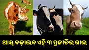 ଘରେ ପାଳନ୍ତୁ ଏହି ୩ ପ୍ରଜାତିର ଗାଈ, ବଢ଼ିବ ଆୟ... ଘରେ ପାଳନ୍ତୁ ଏହି ୩ ପ୍ରଜାତିର ଗାଈ, ବଢ଼ିବ ଆୟ...
