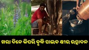 ଜାଣନ୍ତୁ, ଖରା ଦିନେ କିପରି ବୃଦ୍ଧି ପାଇବ ଗୋରୁଙ୍କ କ୍ଷୀର ଉତ୍ପାଦନ କ୍ଷମତା… ଜାଣନ୍ତୁ, ଖରା ଦିନେ କିପରି ବୃଦ୍ଧି ପାଇବ ଗୋରୁଙ୍କ କ୍ଷୀର ଉତ୍ପାଦନ କ୍ଷମତା…