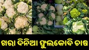 ଖରାଦିନରେ କରନ୍ତୁ ଫୁଲକୋବି ଚାଷ, ଦ୍ୱିଗୁଣିତ ହେବ ଆୟ.. ଖରାଦିନରେ କରନ୍ତୁ ଫୁଲକୋବି ଚାଷ, ଦ୍ୱିଗୁଣିତ ହେବ ଆୟ..