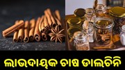 ଲାଭଦାୟକ ଚାଷ ଡାଲଚିନି, ଭଲ ରୋଜଗାର କରୁଛନ୍ତି ଚାଷୀ... ଲାଭଦାୟକ ଚାଷ ଡାଲଚିନି, ଭଲ ରୋଜଗାର କରୁଛନ୍ତି ଚାଷୀ...