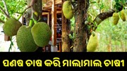 ପଣଷ ଚାଷ କରି ୪ଲକ୍ଷ ଟଙ୍କା ରୋଜଗାର କରୁଛନ୍ତି ଚାଷୀ.. ପଣଷ ଚାଷ କରି ୪ଲକ୍ଷ ଟଙ୍କା ରୋଜଗାର କରୁଛନ୍ତି ଚାଷୀ..
