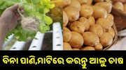 ବିନା ପାଣି,ମାଟିରେ କରନ୍ତୁ ଆଳୁ ଚାଷ, ଶିଖନ୍ତୁ ନୂଆ ଟେକନିକ୍... ବିନା ପାଣି,ମାଟିରେ କରନ୍ତୁ ଆଳୁ ଚାଷ, ଶିଖନ୍ତୁ ନୂଆ ଟେକନିକ୍...