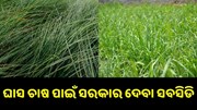 ଘାସ ଚାଷ ପାଇଁ ସରକାର ଦେବେ ବମ୍ପର ସବସିଡି, କରନ୍ତୁ ଆପ୍ଲାଏ... ଘାସ ଚାଷ ପାଇଁ ସରକାର ଦେବେ ବମ୍ପର ସବସିଡି, କରନ୍ତୁ ଆପ୍ଲାଏ...
