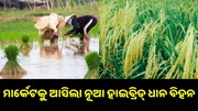 ମାର୍କେଟକୁ ଆସିଲା ନୂଆ ହାଇବ୍ରିଡ୍ ଧାନ ବିହନ, ଏବେ ବଢ଼ିବ ରୋଜଗାର.. ମାର୍କେଟକୁ ଆସିଲା ନୂଆ ହାଇବ୍ରିଡ୍ ଧାନ ବିହନ, ଏବେ ବଢ଼ିବ ରୋଜଗାର..