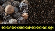 ଔଷଧୀୟ ଗୁଣରେ ଭରପୂର ଗୋଲମରିଚ ଗଛ, ଚାଷ କରି ହୁଅନ୍ତୁ ଲାଭବାନ.. ଔଷଧୀୟ ଗୁଣରେ ଭରପୂର ଗୋଲମରିଚ ଗଛ, ଚାଷ କରି ହୁଅନ୍ତୁ ଲାଭବାନ..