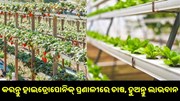 କରନ୍ତୁ ହାଇଡ୍ରୋପୋନିକ୍ ପ୍ରଣାଳୀରେ ଚାଷ, ହୁଅନ୍ତୁ ଲାଭବାନ... କରନ୍ତୁ ହାଇଡ୍ରୋପୋନିକ୍ ପ୍ରଣାଳୀରେ ଚାଷ, ହୁଅନ୍ତୁ ଲାଭବାନ...