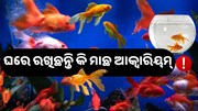 ଆପଣଙ୍କ ଘରେ ଅଛି କି ଆକ୍ୱାରିୟମ୍ ?କେଉଁ ଦିଗରେ କେତେ ମାଛ ରଖିବା ଶୁଭ ଜାଣନ୍ତୁ 