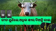 ଅଧିକ କ୍ଷୀର ଚାହୁଁଥିଲେ ଗାଈ-ମଇଁସିଙ୍କୁ ଶୁଣାନ୍ତୁ ଗୀତ.... ଅଧିକ କ୍ଷୀର ଚାହୁଁଥିଲେ ଗାଈ-ମଇଁସିଙ୍କୁ ଶୁଣାନ୍ତୁ ଗୀତ....