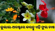 ଜୁଲାଇ-ଅଗଷ୍ଟରେ କରନ୍ତୁ ଏହି ଫୁଲ ଚାଷ, କମ୍ ଖର୍ଚ୍ଚରେ ମିଳିବ ଅଧିକ ଲାଭ.. ଜୁଲାଇ-ଅଗଷ୍ଟରେ କରନ୍ତୁ ଏହି ଫୁଲ ଚାଷ, କମ୍ ଖର୍ଚ୍ଚରେ ମିଳିବ ଅଧିକ ଲାଭ..
