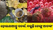 ହୋଇଯାଆନ୍ତୁ ସତର୍କ, ବଢ଼ୁଛି ଡେଙ୍ଗୁ ଆତଙ୍କ.. ହୋଇଯାଆନ୍ତୁ ସତର୍କ, ବଢ଼ୁଛି ଡେଙ୍ଗୁ ଆତଙ୍କ..