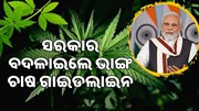 ଭାଙ୍ଗ ଚାଷରେ ଅନେକ ଲାଭ, ସରକାର ଜାରି କଲେ ଗାଇଡଲାଇନ 