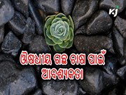 ଓଡିଶାର ପାଣିପାଗରେ କିପରି କରିବେ ଔଷଧୀୟ ବୃକ୍ଷ ଚାଷ......? 