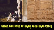 ନୂଆ Business Idea: ଗାଈ ଗୋବରରୁ ଟାଇଲ୍ ବଢ଼ାଇବ ଆୟ ନୂଆ Business Idea: ଗାଈ ଗୋବରରୁ ଟାଇଲ୍ ବଢ଼ାଇବ ଆୟ