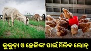 କୁକୁଡ଼ା ଓ ଛେଳିଙ୍କ ପାଇଁ ମିଳିବ ଲୋନ୍, ଜାଣନ୍ତୁ କିପରି କରିବେ Apply… କୁକୁଡ଼ା ଓ ଛେଳିଙ୍କ ପାଇଁ ମିଳିବ ଲୋନ୍, ଜାଣନ୍ତୁ କିପରି କରିବେ Apply…