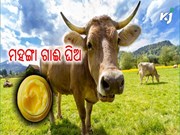 ଏହି ଗାଈ କ୍ଷୀରରେ ପ୍ରସ୍ତୁତ ଗାଈ ଘିଅ ଦାମ ୫୫୦୦ ଟଙ୍କା