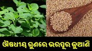 ଔଷଧୀୟ ଗୁଣରେ ଭରପୂର ଜୁଆଣି, ଚାଷ କରି ହୋଇପାରିବେ ଲାଭବାନ... ଔଷଧୀୟ ଗୁଣରେ ଭରପୂର ଜୁଆଣି, ଚାଷ କରି ହୋଇପାରିବେ ଲାଭବାନ...