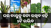Air Clean ପାଇଁ ଘରେ ଲଗାନ୍ତୁ ଏହି ପାଞ୍ଚଟି ଉଦ୍ଭିଦ