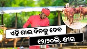 ଏହି ଗାଈ ପାଳନରେ ମିଳିବ ଅଧିକ ଲାଭ