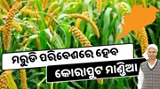 ମରୁଡ଼ି ପରିବେଶରେ ବଞ୍ଚିବ କୋରାପୁଟ ମାଣ୍ଡିଆ