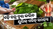 ପ୍ରତିଦିନ ଖାଆନ୍ତୁ ଏହି ପତ୍ର...କମିଯିବ ୟୁରିକ୍ ଏସିଡ୍ ସମସ୍ୟା